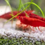 bulk red cherry shrimp