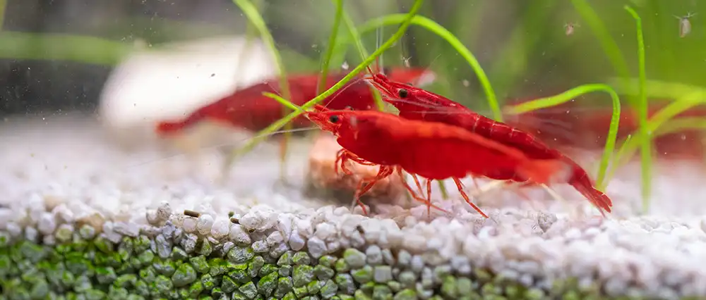 bulk red cherry shrimp