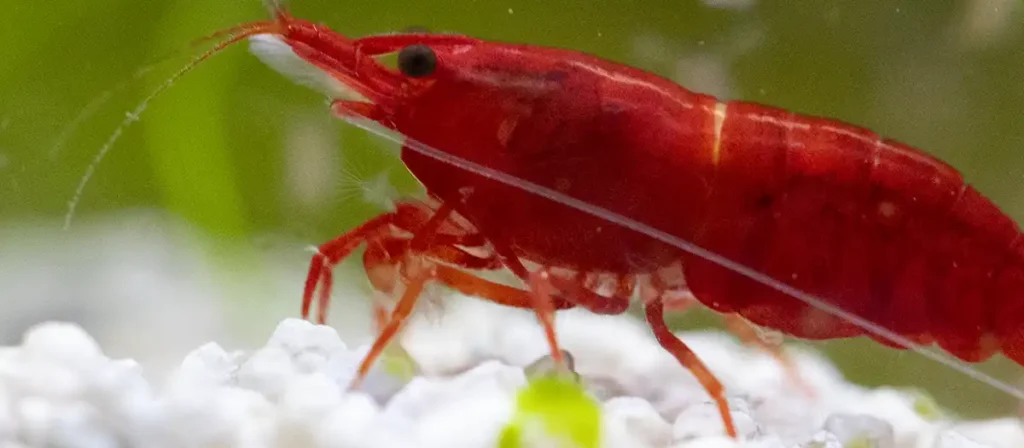 cherry shrimp