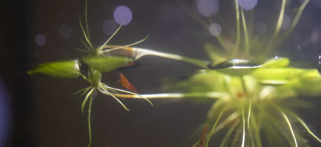 frogbit Limnobium laevigatum
