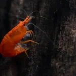 high graded orange shrimp