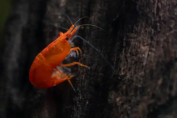 high graded orange shrimp