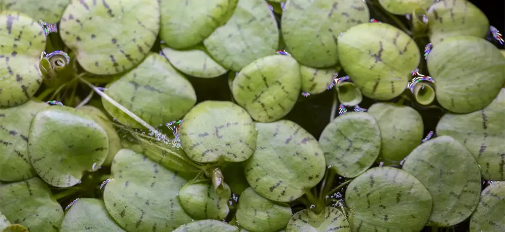 limnobium laevigatum