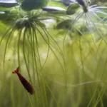 limnobium laevigatum sq