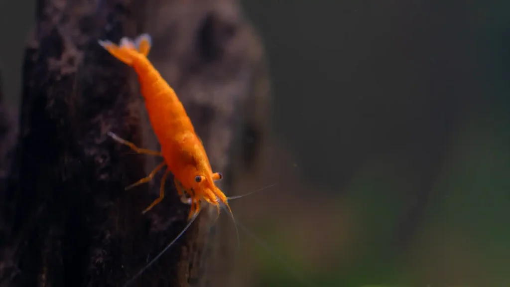 orange shrimp