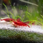 placeholders webp010