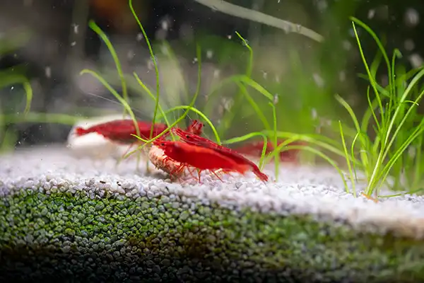 placeholders webp010