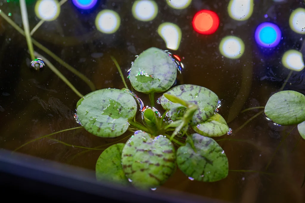 placeholders webp018