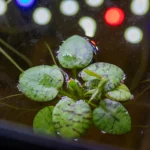 placeholders webp018