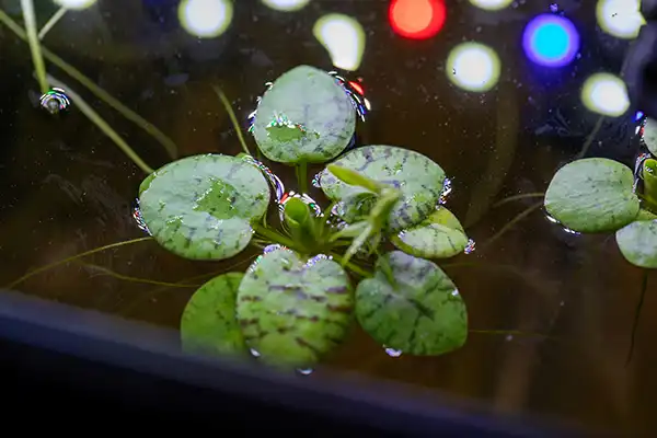 Planted shrimp tank with floating frogbit