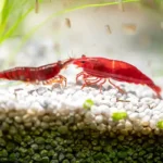 placeholders webp035