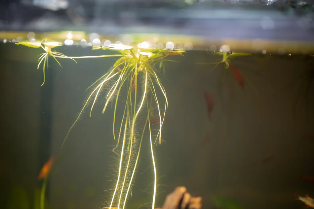 placeholders webp040