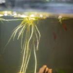 placeholders webp040