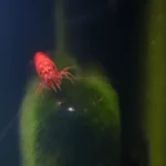 placeholders webp055