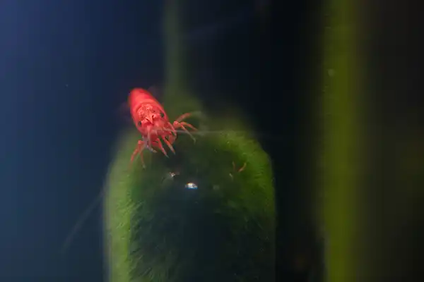 placeholders webp055