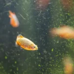 placeholders webp058