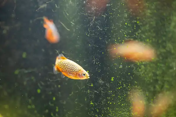 placeholders webp058