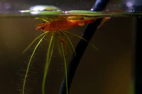 placeholders webp071