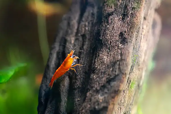 placeholders webp089