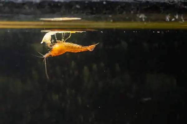 placeholders webp097