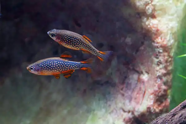 placeholders webp103