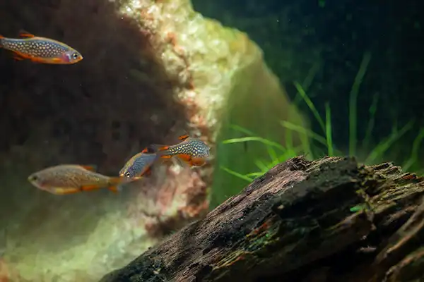 placeholders webp107