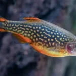 placeholders webp118