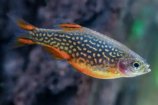 placeholders webp118