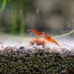 placeholders webp128