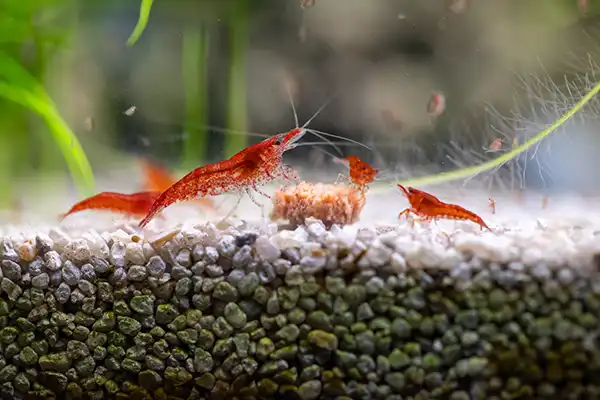 placeholders webp130