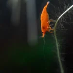 placeholders webp131