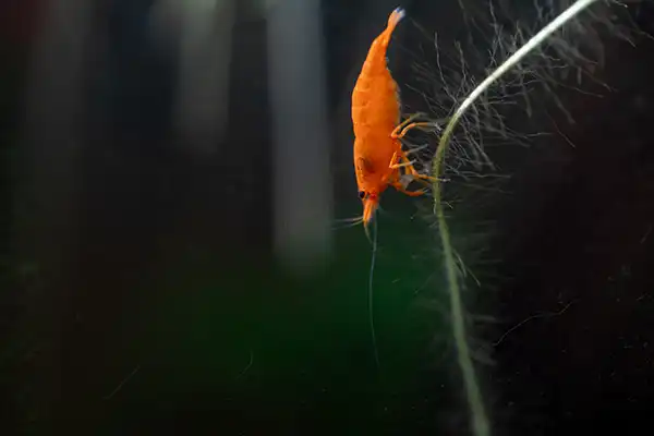 placeholders webp131