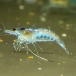 Blue Jelly Shrimp