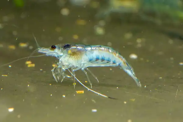 Blue Jelly Shrimp