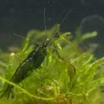 600 webp macro shrimp012