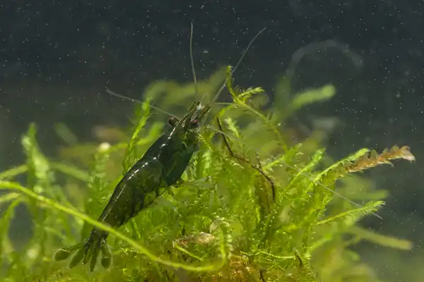 600 webp macro shrimp012