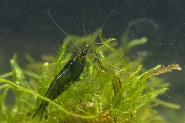 Green Jade Shrimp
