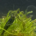 600 webp macro shrimp015