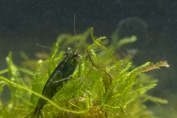 600 webp macro shrimp015