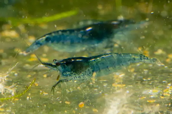 600 webp macro shrimp018