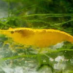 600 webp macro shrimp019