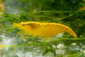 Yellow Shrimp – Neocaridina shrimp