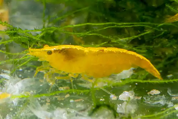 600 webp macro shrimp019