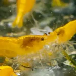 600 webp macro shrimp020