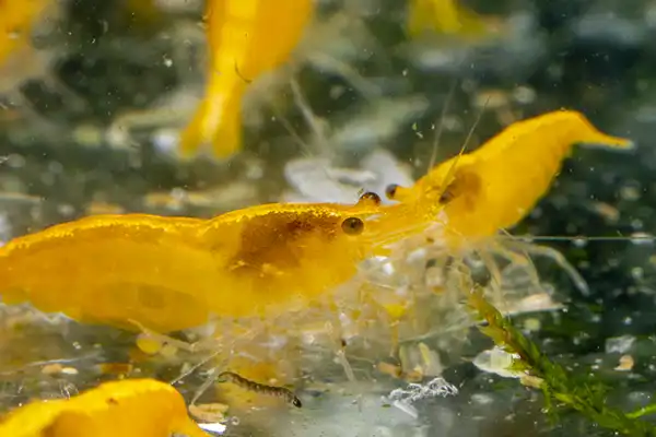 600 webp macro shrimp020