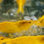 600 webp macro shrimp021