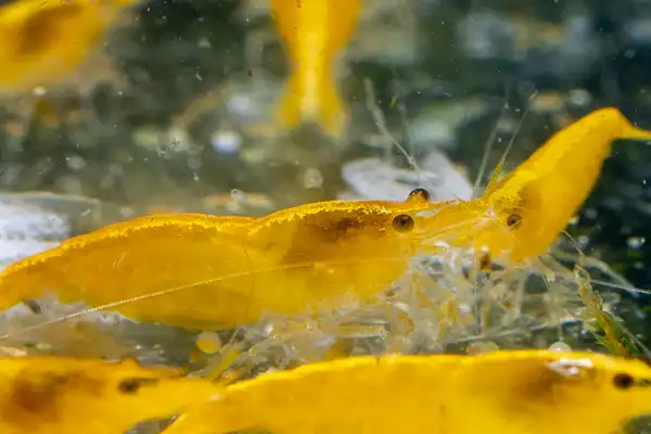 600 webp macro shrimp021