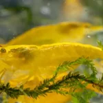 600 webp macro shrimp022
