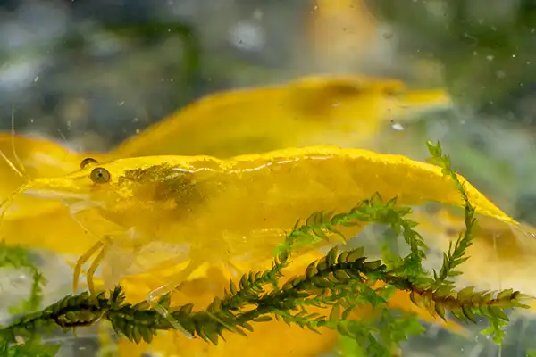 600 webp macro shrimp022