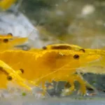 600 webp macro shrimp024